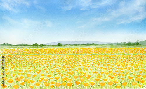 青空と一面に広がるポピー畑の風景　水彩画