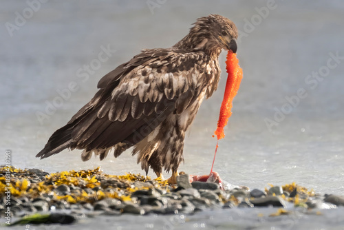 A wild bald eagle eating a salmon off the coast of Katmai National Park in Alaska.
