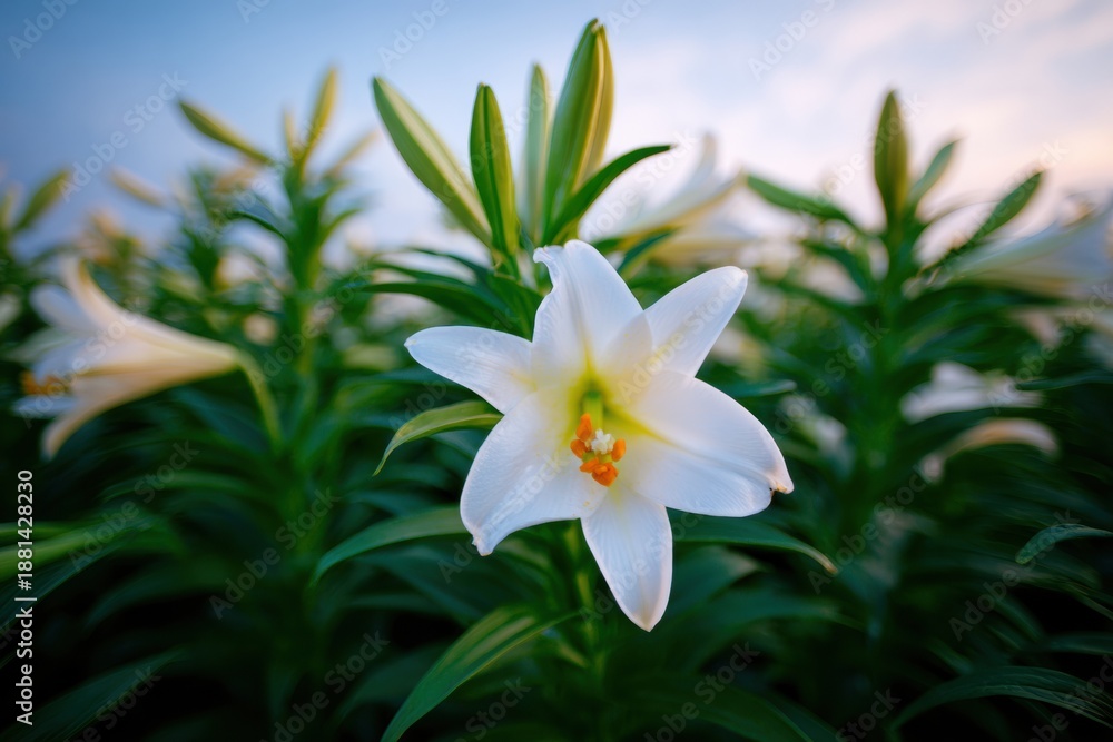 Obraz premium White Northern Star lily blooming in a professional plant nursery setting for horticultural sales and floral branding, featuring dense green foliage and soft morning light