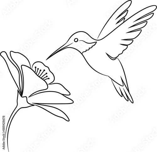 Minimalist continuous line art drawing of a hummingbird delicately feeding from a blooming flower