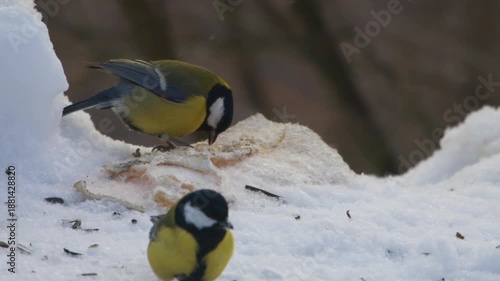 Two Great Tit (Parus major) birds are captured in a close-up, low-angle shot as they forage for food in deep, fresh snow. The birds, common winter species in the Southern Urals, Russia, provide a vibr