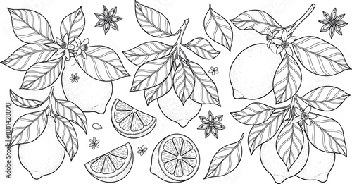 Hand drawn vintage lemon fruit vector set with citrus branches leaves slices and star anise for kitchen decor