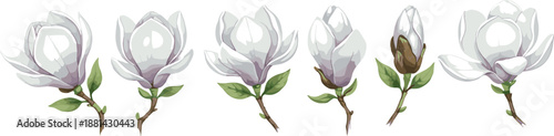 Beautiful white magnolia flower buds and blooming blossoms vector set isolated on white background for spring design