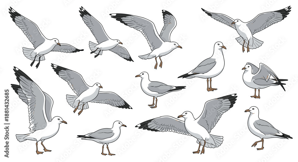 Obraz premium Large set of detailed seagull illustrations in various natural poses, including flying, standing, walking, and preening feathers.