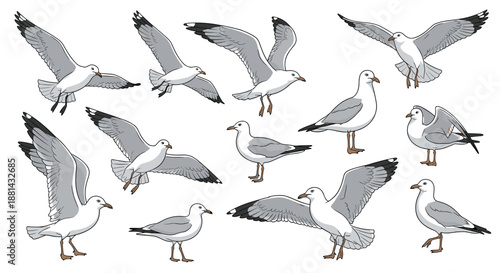 Large set of detailed seagull illustrations in various natural poses, including flying, standing, walking, and preening feathers.
