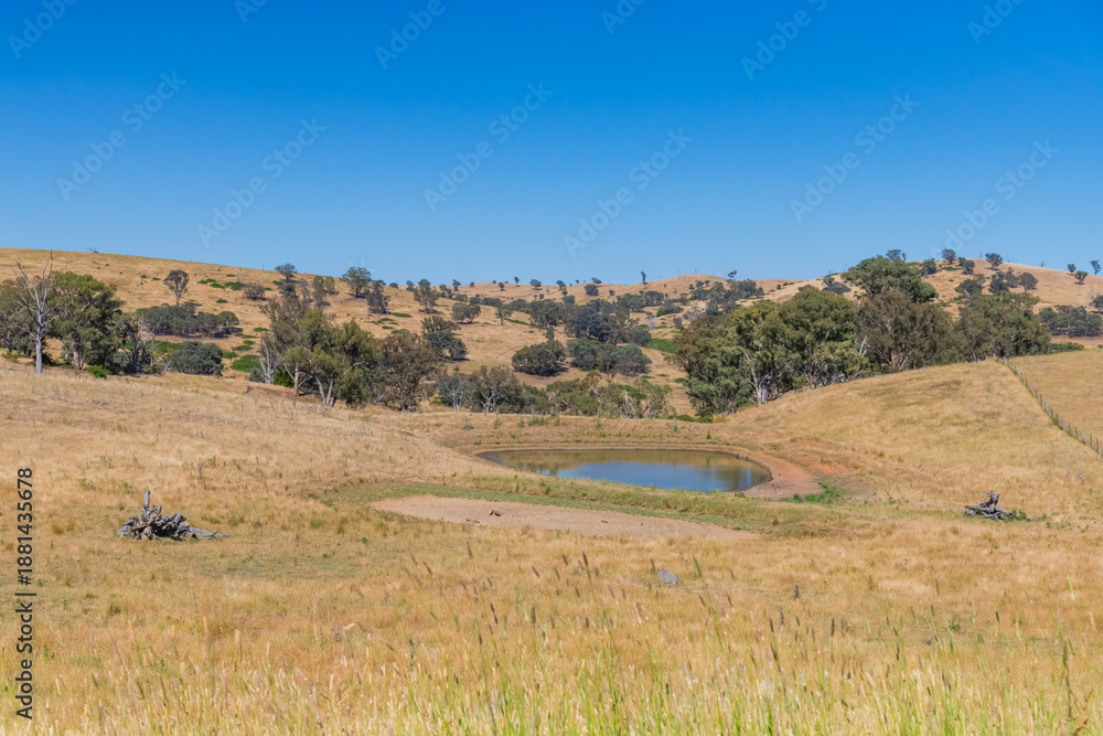 Fototapeta premium Summer's fields in the Upper Lachlan Shire countryside
