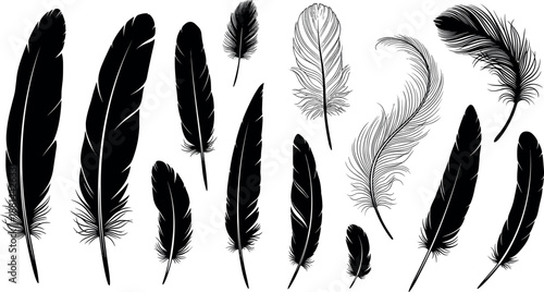 Black feather silhouette collection illustration isolated on white background bird plumage set decorative design minimalist nature stock vector art