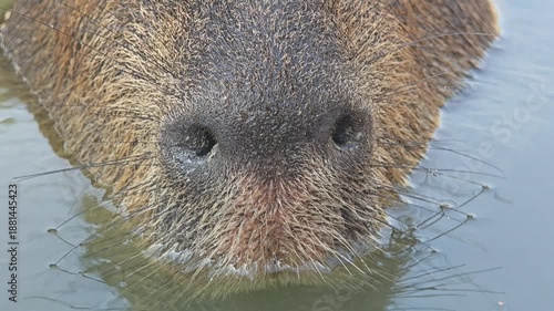 Close up of capybara nose and mouth.