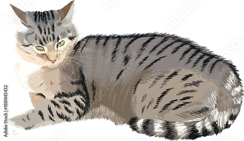 A cute tabby cat is sleeping. The cat is isolated on a white background.