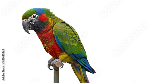 colorful parrot bird isolated on white background showcasing vibrant feathers wildlife beauty tropical nature exotic animal photography and cheerful natural lifestyle concept