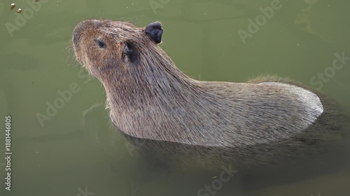 Cute capybaras resting in pond.