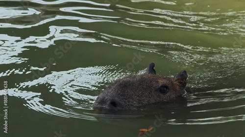 Cute capybaras resting in pond.