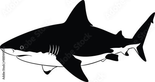 Great White Shark Swimming Vector