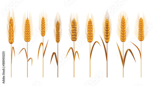 Row of several golden wheat stalks or cereal ears in different styles for agricultural branding and organic product designs.