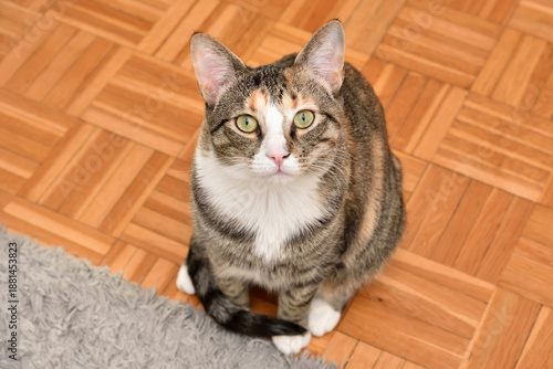 Cat sitting on the parquet in the living room and looking at the camera. Close-up. Top view.