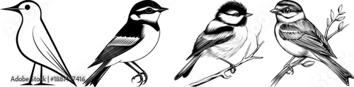 Set of bird sketches and silhouettes. Vector collection of hand drawn garden birds and wild songbirds for nature and spring design.