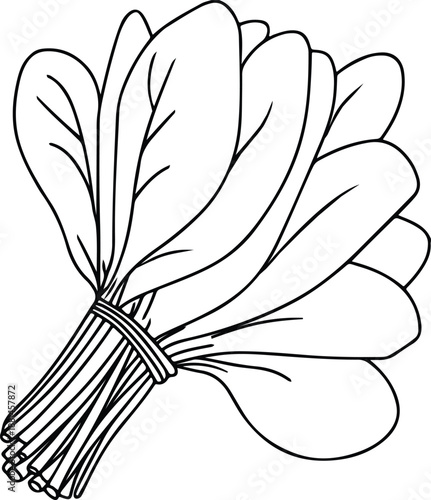 Fresh spinach vegetables