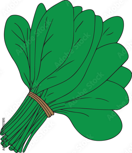 Fresh spinach vegetables vector illustration
