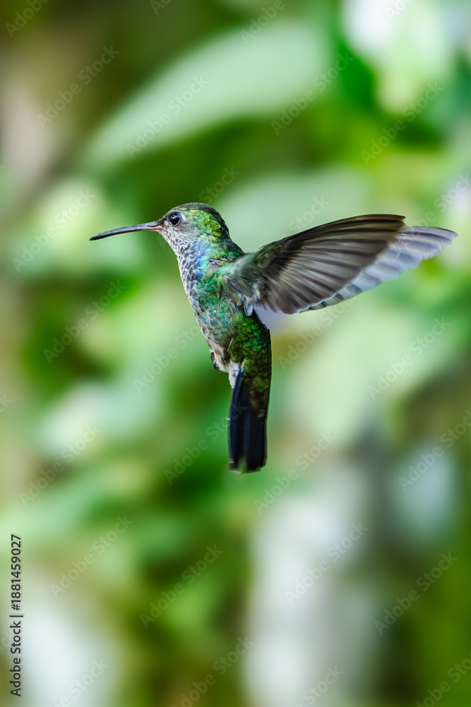 Obraz premium Sparkling violetear (Colibri coruscans) Ecuador