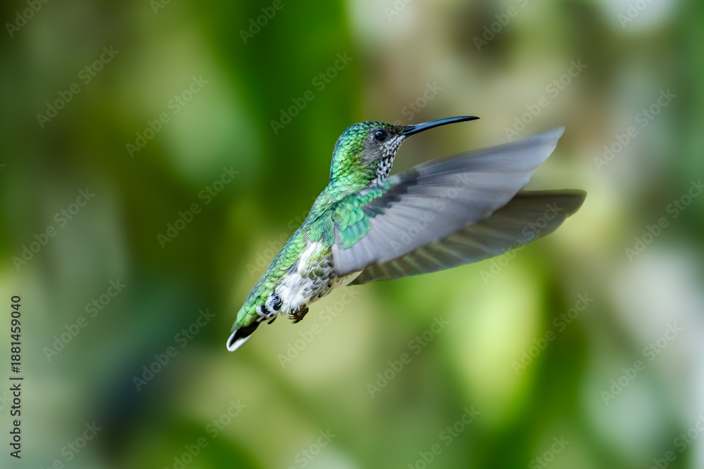 Fototapeta premium Sparkling violetear (Colibri coruscans) Ecuador