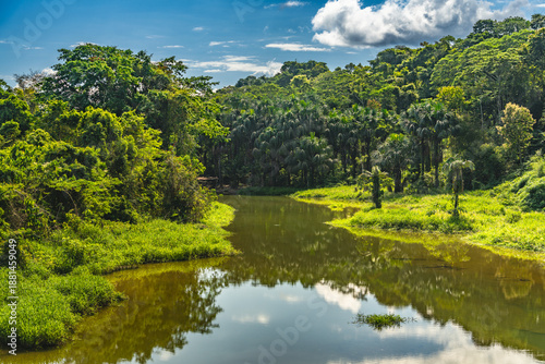 Wallpaper Mural tropical rainforest view from the river Peru. Torontodigital.ca