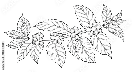 Intricate black and white line drawing of a coffee branch showcasing multiple clusters of berries and leaf details.