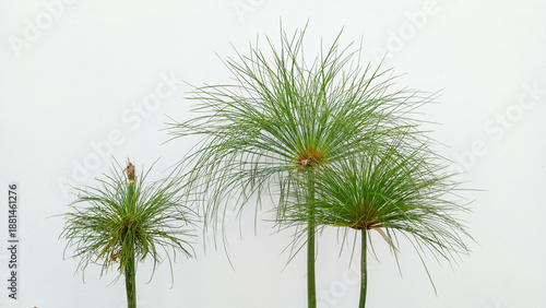 Photos Minimalist papyrus plant stems against a clean white wall