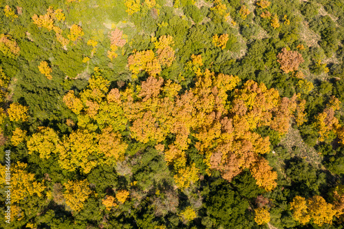 Wallpaper Mural Top-down drone view of a dense patchwork of golden and green trees in an autumn forest on a hillside in mainland Greece, illuminated by bright sunlight. Torontodigital.ca