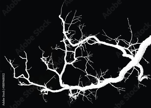 Silhouette of bare branche of a tree isolated on black background. Black and white vector illustration
