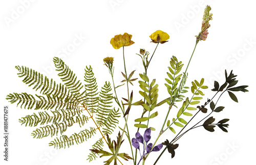 realistic photograph of a delicate fern frond and wildflowers with purple buds and yellow buttercups, set against a stark transparent background.