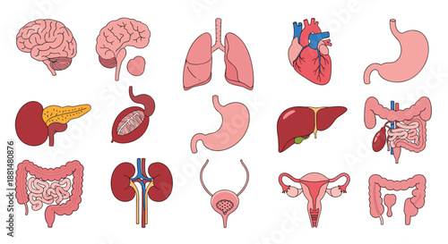 Collection of realistic human internal organ illustrations including the brain, lungs, heart, stomach, liver, and kidneys.