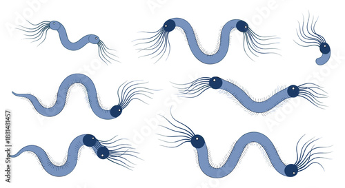 Illustration of various blue microscopic bacteria or parasites with long flagella in a scientific or medical diagram style.