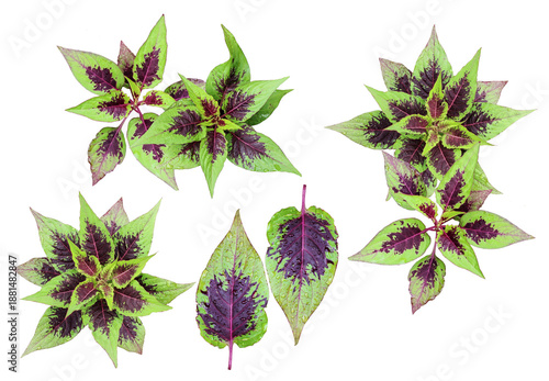 assortment of variegated coleus plants and individual leaves, displaying dramatic green and magenta patterns.