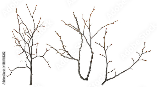 bare winter tree branches with tiny buds, isolated on black, symbolizing dormancy and anticipation