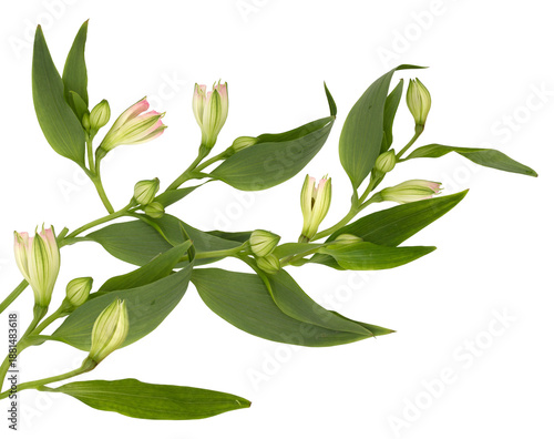 delicate alstroemeria flower branch with unopened buds and green leaves, studio shot on transparent background, close-up, light pink and white petals.