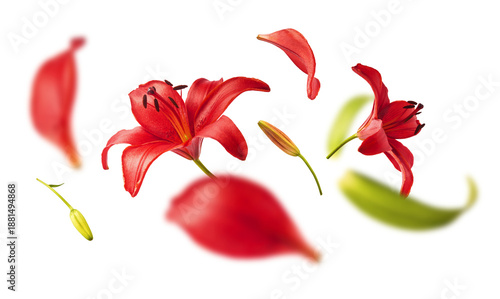 Flying beautiful red lily flowers, buds and petals isolated on white background. Levitating spring floral composition with depth of field effect. Fresh blooming lilium plant