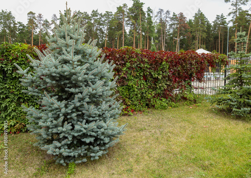 Wallpaper Mural Blue spruce and colorful leaves of maiden grapes on a fence in a city park Torontodigital.ca