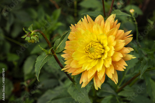 Wallpaper Mural yellow-orange flower of decorative dahlia with raindrops on the petals Torontodigital.ca