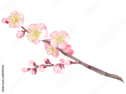 梅　ピンク色の花咲く枝　水彩　イラスト