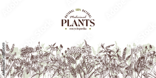 Healing herbs sketched seamless border