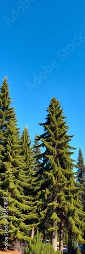 Majestic evergreen trees stand tall against a clear blue sky, symbolizing nature's resilience and beauty,  conifer,  trees
