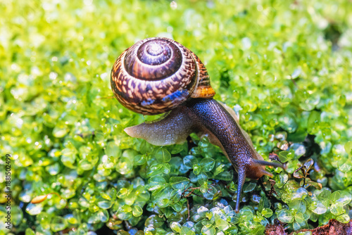 Canvastavla Snail with a shell crawling on green moss