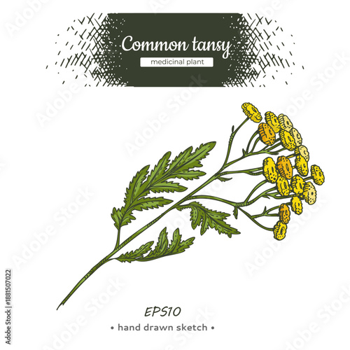 One element of Common tansy