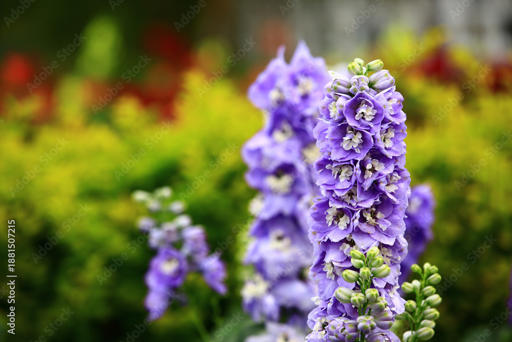 Obraz premium colorful Delphinium or Candle Delphinium or English Larkspur or Tall Larkspur flowers blooming in the garden