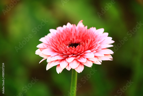 Photos Transvaal Daisy or Gerbera or Barberton Daisy or African Daisy flower blooming i