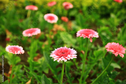 Tableau sur toile Transvaal Daisy or Gerbera or Barberton Daisy or African Daisy flowers blooming