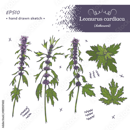 Set of Motherwort plant elements