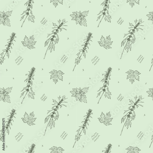 Seamless pattern of Motherwort
