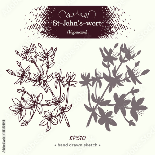 Hypericum or St. John’s wort