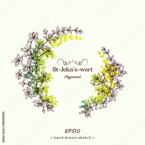 Circle frame of Hypericum or St. John’s wort